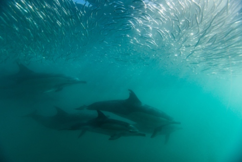 a pod of common dolphins swim through a cloud of silver sardines